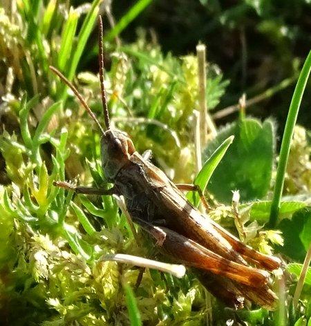Chorthippus sp.